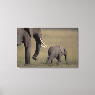 Lienzo África, Kenia, Parque Nacional de Amboseli. Africa