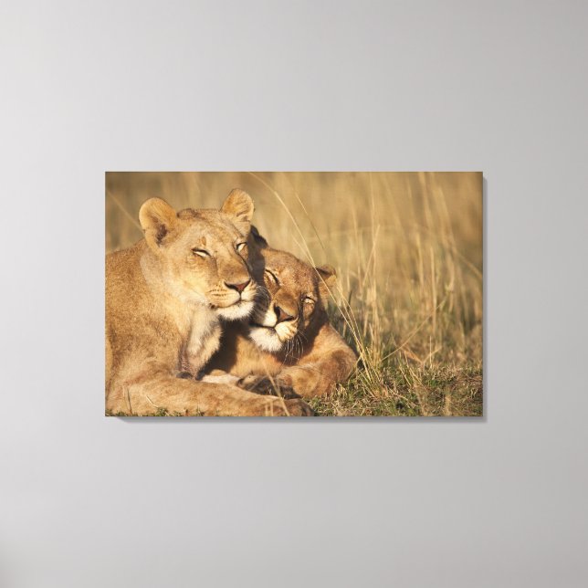 Lienzo África, Kenya, Masai Mara Game Reserve, Young (Anverso)