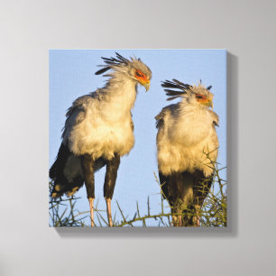 Lienzo África. Tanzania. Aves secretarias en Ndutu