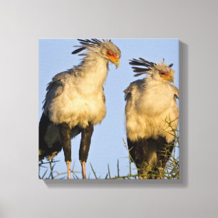 Lienzo África. Tanzania. Aves secretarias en Ndutu
