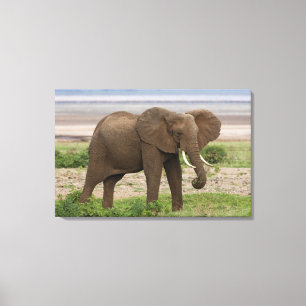 Lienzo África. Tanzania. Elefante en el Parque Nacional d