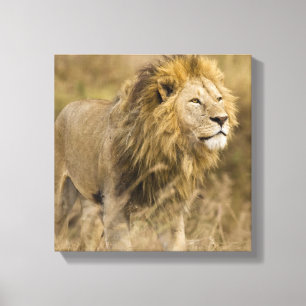 Lienzo África. Tanzania. León macho en Ngorongoro
