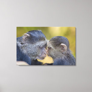 Lienzo África. Tanzania. Madre de Mono Azul con joven
