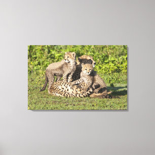 Lienzo África. Tanzania. Madre y crías de guepardo