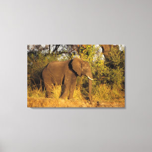 Lienzo África, Zimbabue, Parque Nacional de las Cataratas