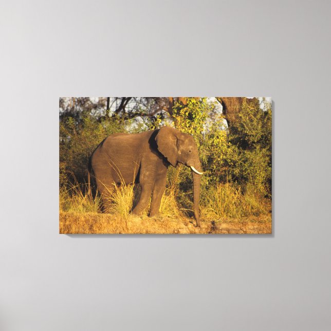 Lienzo África, Zimbabue, Parque Nacional de las Cataratas (Anverso)