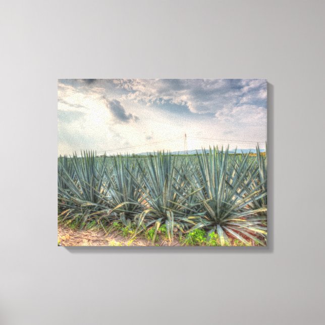 Lienzo Agave azul (Anverso)