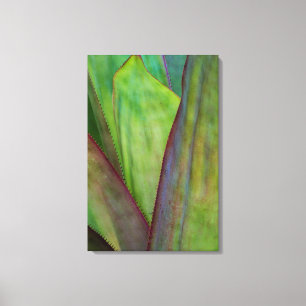 Lienzo Agave Planta Detalle