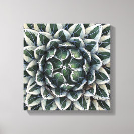 Lienzo Agave victoria-reginae foto de Debra Lee Baldwin