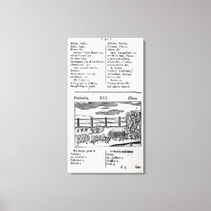 Lienzo Agricultura de la planta 'de pictus del sensualism