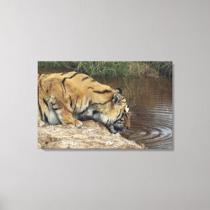 Lienzo Agua del lapping del tigre (Panthera el Tigris)