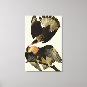 Lienzo Águila brasileña de Caracara, aves auduónicas de A