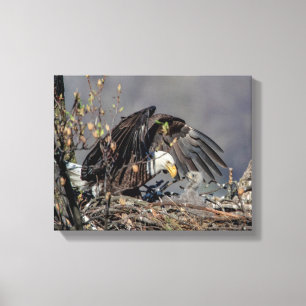 Lienzo Águila calva 14x11 con su bebé