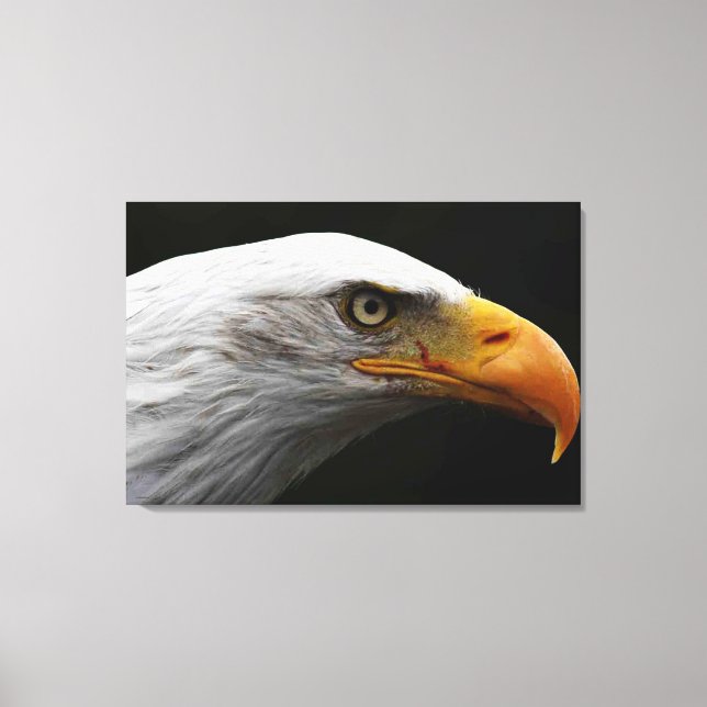 Lienzo Águila calva 36x24 (90x60cm) (Anverso)