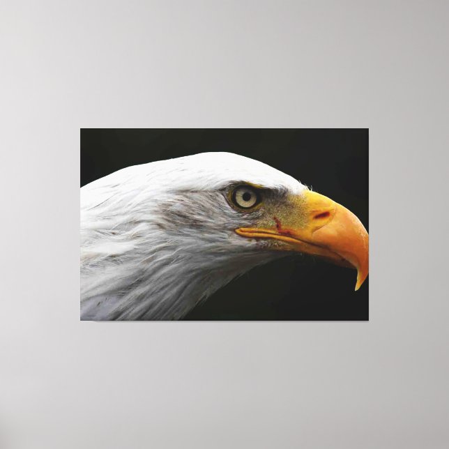 Lienzo Águila calva 60x40 (150x100cm) waccnm (Anverso)