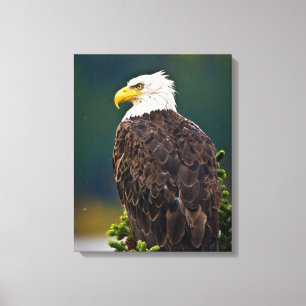 Lienzo Águila Calva Americana Posada