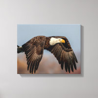 Águila calva en vuelo