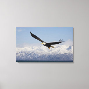 Lienzo Águila calva en vuelo, Haliaeetus leucocephalus, 4