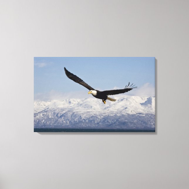 Lienzo Águila calva en vuelo, Haliaeetus leucocephalus, 4 (Anverso)