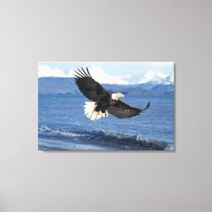 Lienzo águila calva, Haliaeetus leuccocephalus, en vuelo