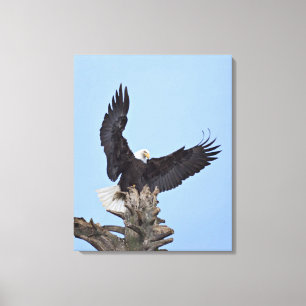 Lienzo Águila calva (Haliaeetus leucocephalus) con alas