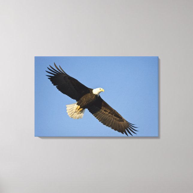 Lienzo Águila calva, Haliaeetus leucocephalus, Homer, 4 (Anverso)