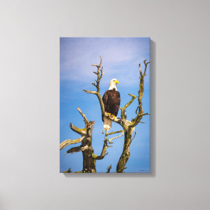 Lienzo Águila calva, Islas del Golfo Sur, BC