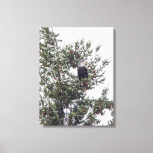 Lienzo Águila calva P2825