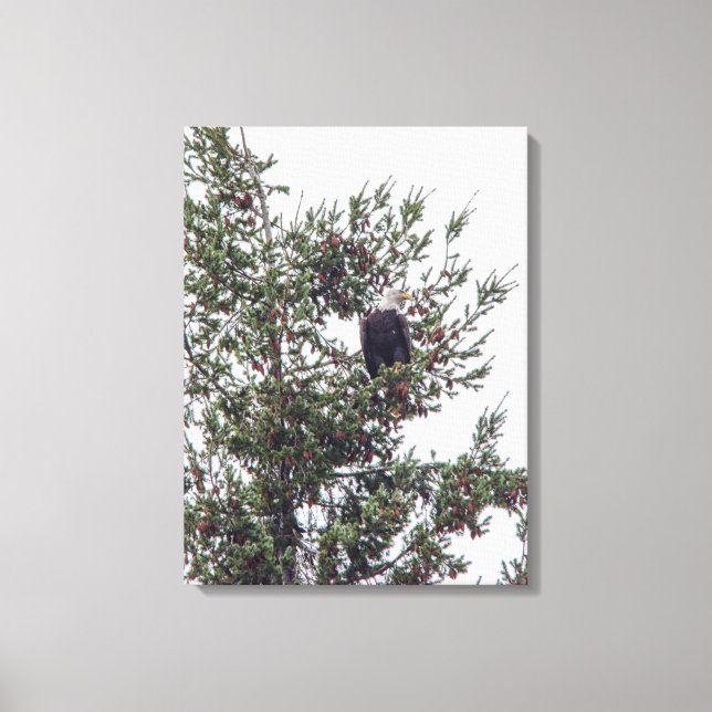 Lienzo Águila calva P2825 (Anverso)