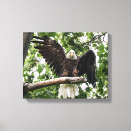 Lienzo Águila calva sacudiendo el aterrizaje