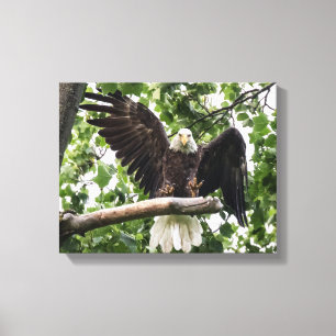 Lienzo Águila calva sacudiendo el aterrizaje
