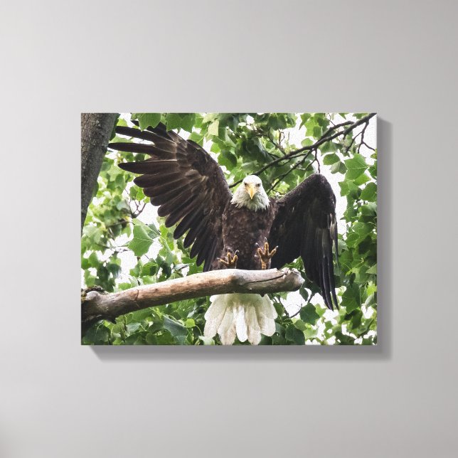 Lienzo Águila calva sacudiendo el aterrizaje (Anverso)