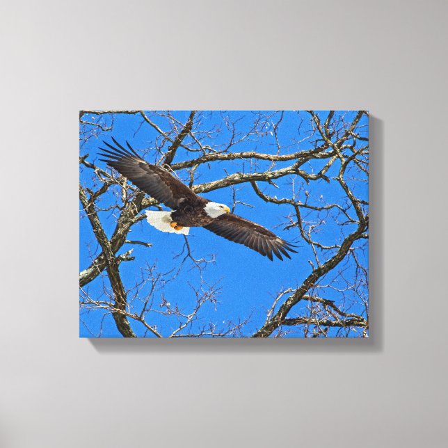 Lienzo Águila calva sobre azul (Anverso)