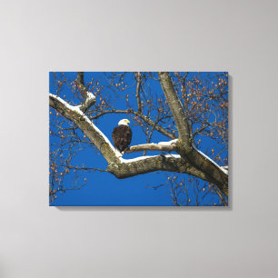 Lienzo Águila en un árbol nevado