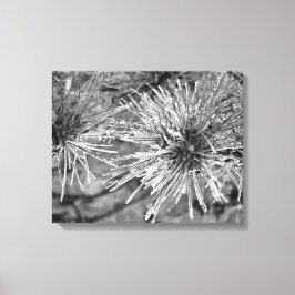 Lienzo Agujas de pino cubiertas de escarcha