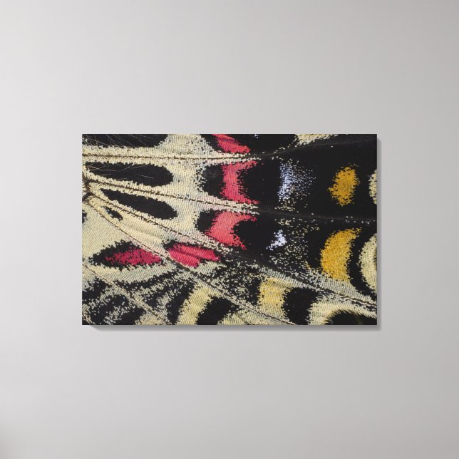 Lienzo Ala abajo del cierre Bhutanitis mansfieldi (Anverso)