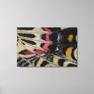 Lienzo Ala abajo del cierre Bhutanitis mansfieldi