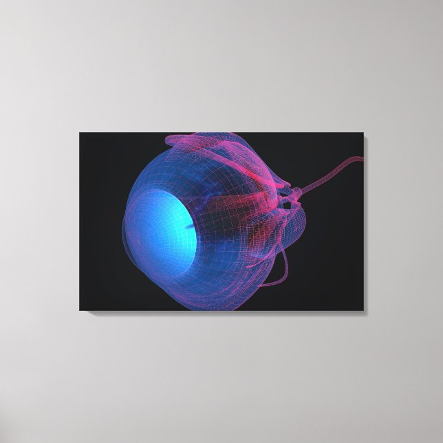 Lienzo Alambre de los músculos del ojo (Anverso)