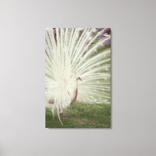 Lienzo Albino Peacock