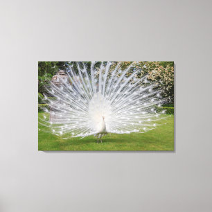 Lienzo Albino Peacock Muestra Fethers