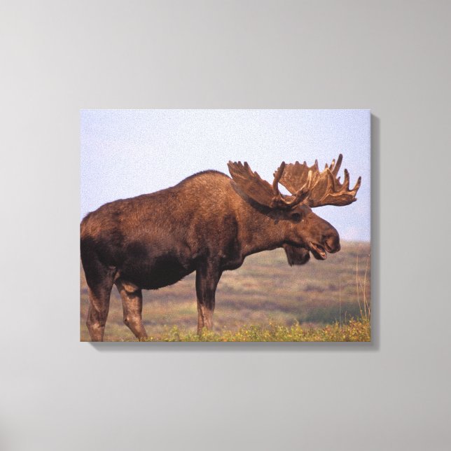 Lienzo alce, Alces alces, toro con grandes cuernos (Anverso)