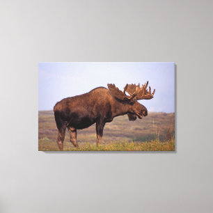 Lienzo alce, Alces alces, toro con grandes cuernos