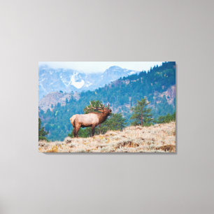Lienzo Alce (Cervus Elephus) Bull Bugling