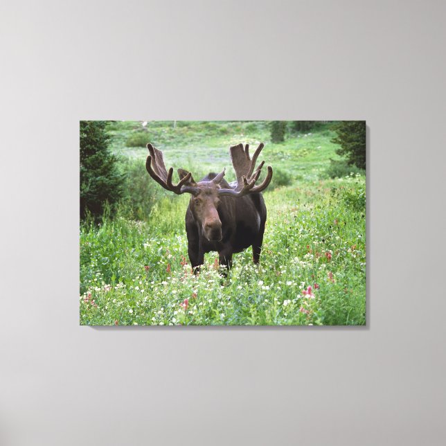 Lienzo Alce macho Alces alces) en flores silvestres, (Anverso)