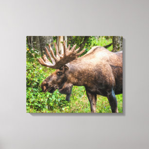 Lienzo Alce Península de Kenai, Alaska