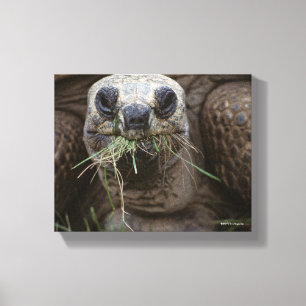 Lienzo Aldabra Tortoise Grazing
