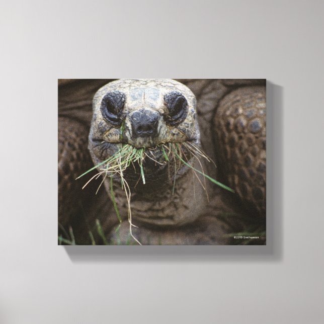 Lienzo Aldabra Tortoise Grazing (Anverso)