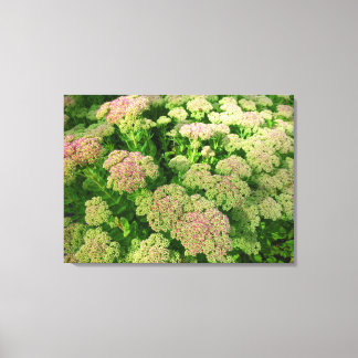 Lienzo Alegría de sedum de otoño