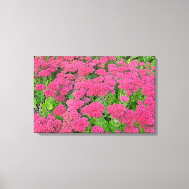 Lienzo Alegría II de Sedum de otoño (Anverso)