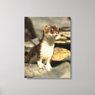 Lienzo Alert Weasel